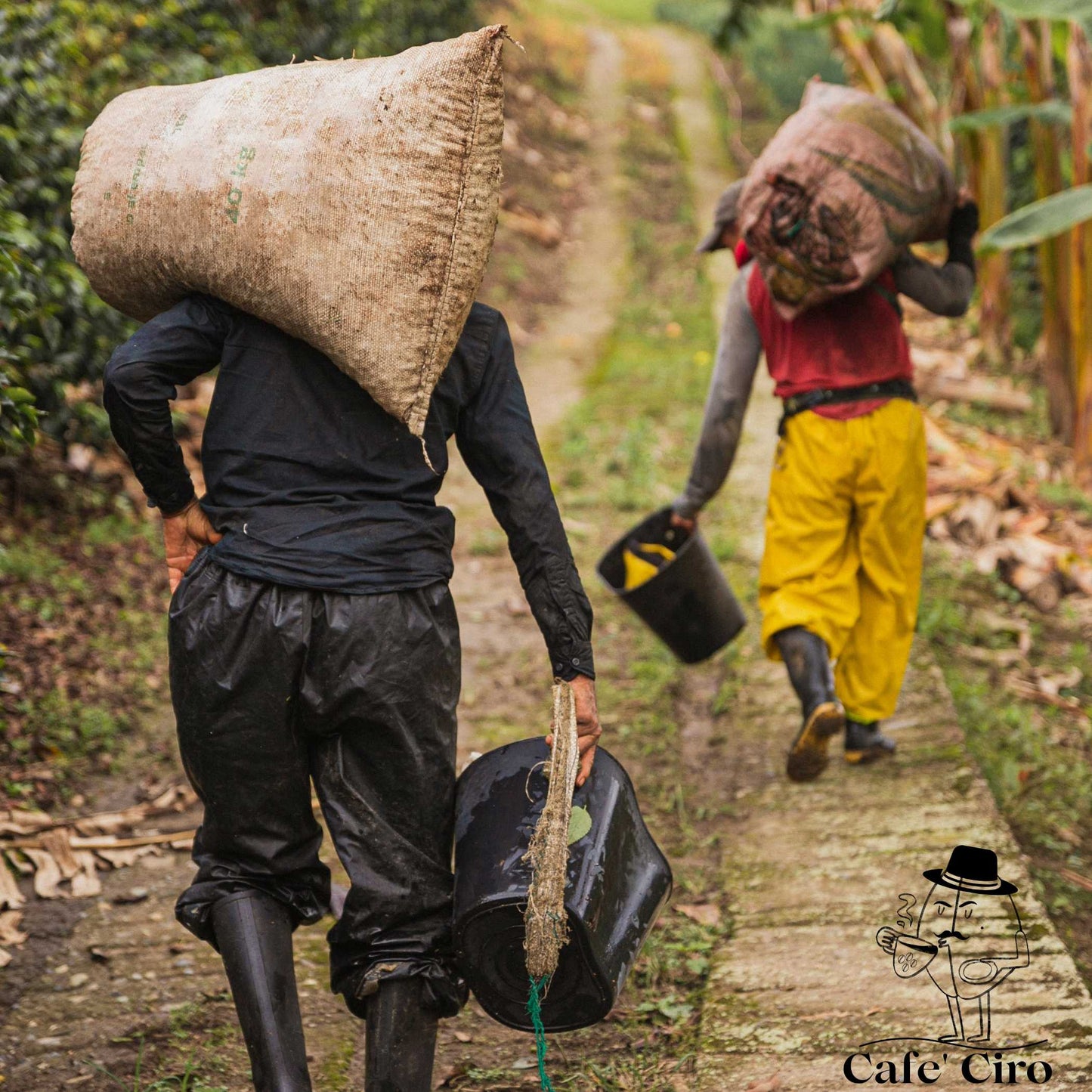 Our latest addition to the coffee family is the Cafe'Ciro N2  Monsoon Malabar Made In India.  This special coffee from India undergoes a unique treatment that replicates the original journeys of the beans back to Britain.