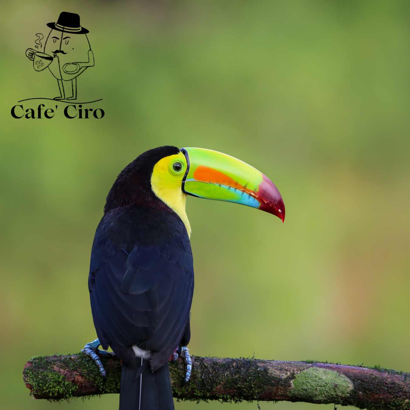 Cafe'Ciro N9 Costa Rican Coffee is celebrated for its bright acidity and complex flavour notes. Our beans come from the Tres Rio district and are renowned for their high quality. Aromas of citrus, berry, and floral are exquisitely blended, creating an inviting scent.